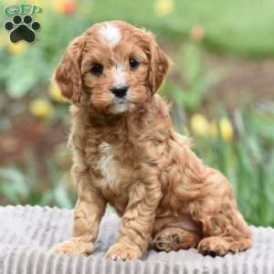 Jackson, Cavapoo Puppy